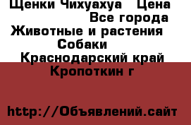 Щенки Чихуахуа › Цена ­ 12000-15000 - Все города Животные и растения » Собаки   . Краснодарский край,Кропоткин г.